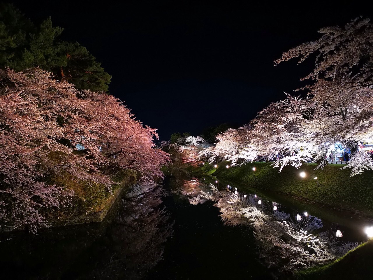 Sakura Night